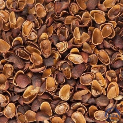 Скорлупа Кедрового Ореха (Barus Nut Shell)